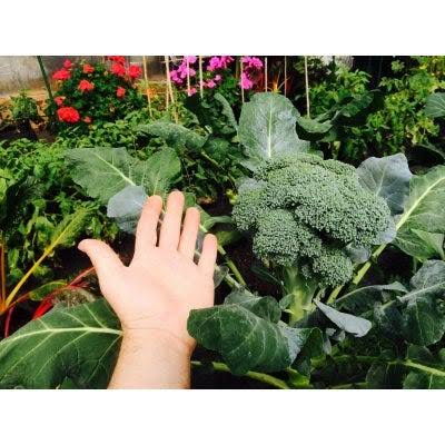 Raised Garden Bed, 4 x 8-ft. x 11.5-In. B294