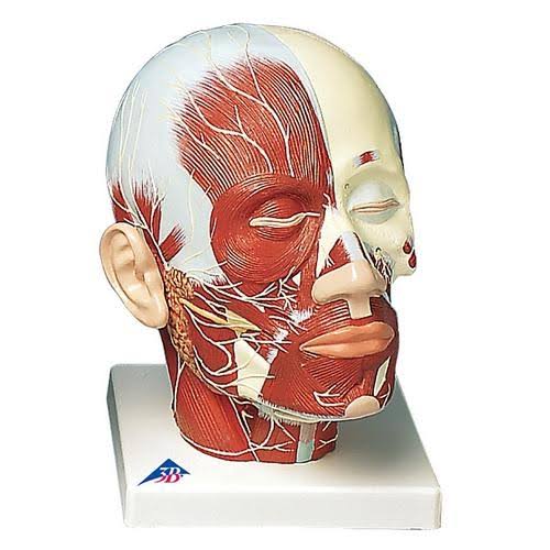 Head Musculature Model with Nerves D518